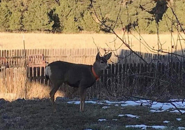 The deer that attacked a man in Franktown was wearing an orange collar.